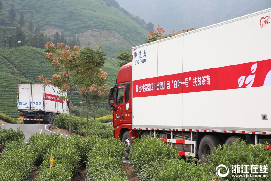 首批安吉“扶贫茶苗”启运青川 3044永利集团集团爱心助力 首批安吉“扶贫茶苗”启运青川 3044永利集团集团爱心助力