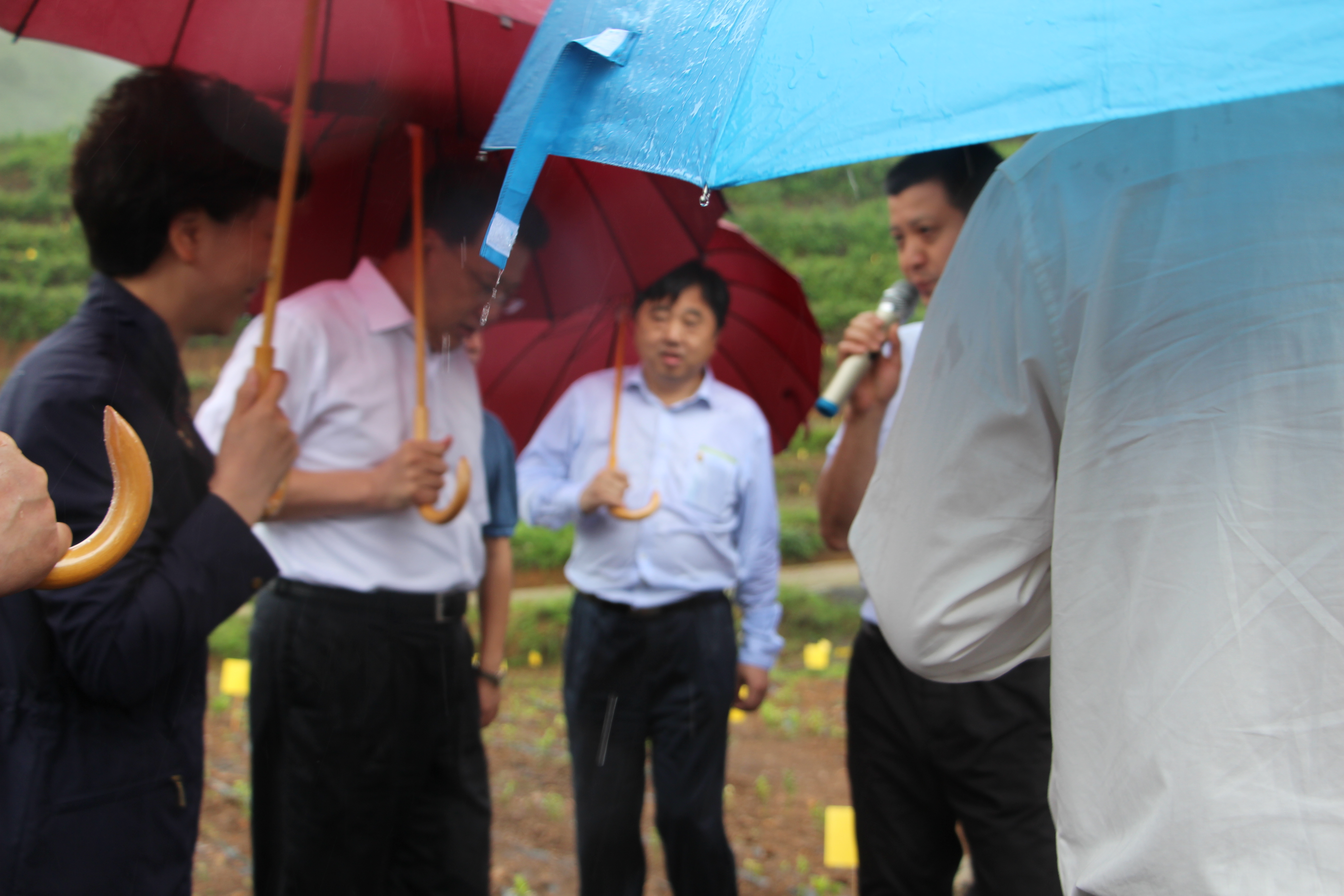 袁家军省长考察3044永利集团集团贵州普安“白叶一号”工程种植基地 袁家军省长考察3044永利集团集团贵州普安“白叶一号”工程种植基地