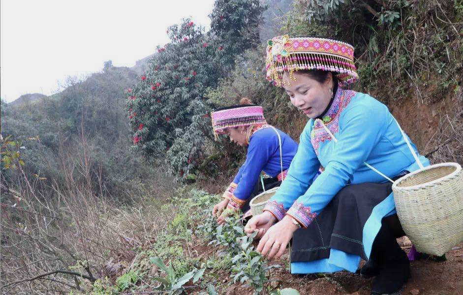 首批“白叶一号”扶贫茶在贵州普安开采加工 首批“白叶一号”扶贫茶在贵州普安开采加工