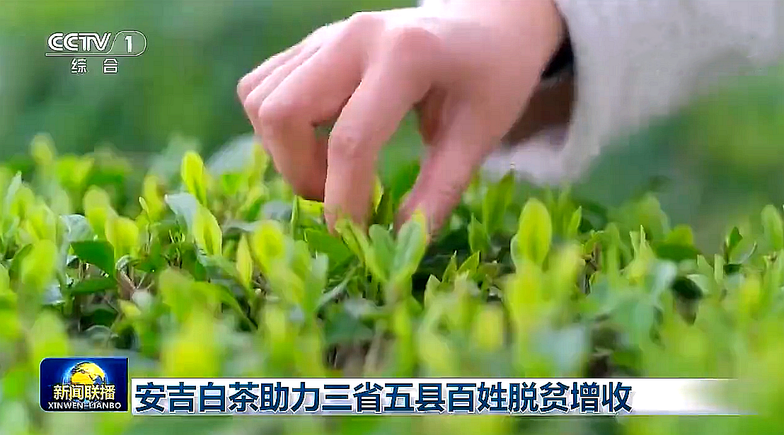 “白叶一号”工程再度受央视关注,3044永利集团集团携手东西部,先富帮后富,共谋乡村振兴路 “白叶一号”工程再度受央视关注,3044永利集团集团携手东西部,先富帮后富,共谋乡村振兴路