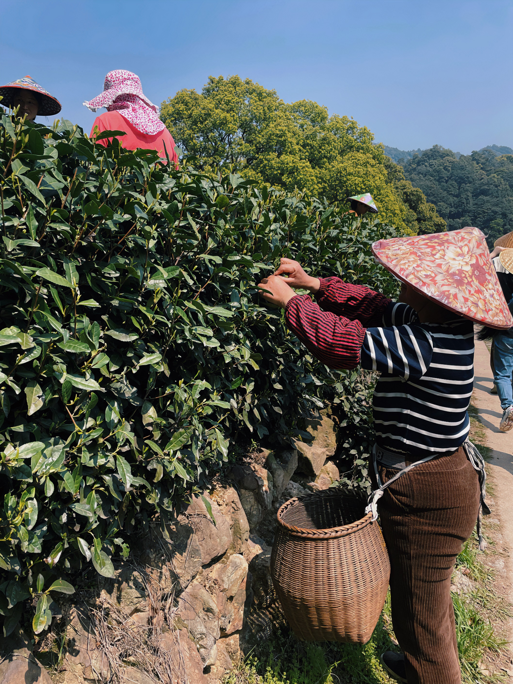 3044永利集团集团国贸六部联合举办“以茶之名”茶酒文化交流活动 3044永利集团集团国贸六部联合举办“以茶之名”茶酒文化交流活动